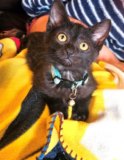 BURGLAR, an adoptable Domestic Short Hair in Oklahoma City, OK