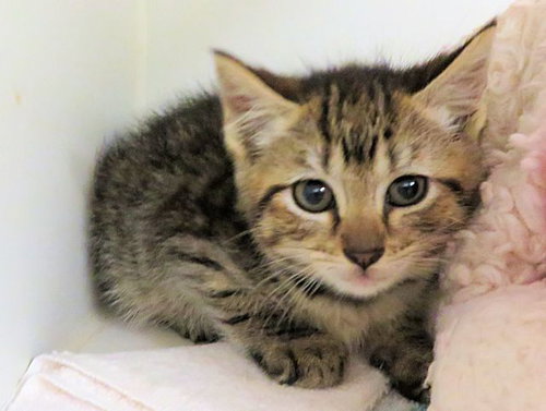 MILA, an adoptable Domestic Short Hair in Oklahoma City, OK