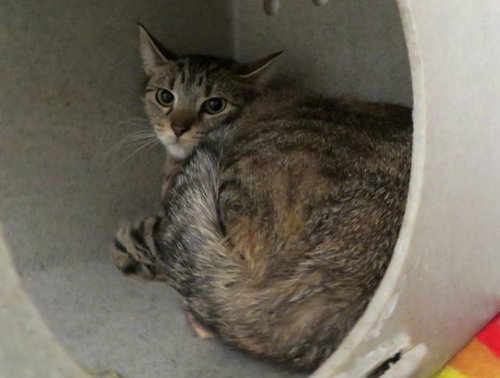 A473698, an adoptable Domestic Short Hair in Oklahoma City, OK