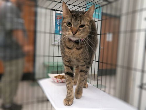 TIGER, Adult Domestic Short Hair (medium coat), cat for adoption in Moore, Oklahoma