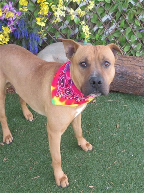 REX, an adoptable Pit Bull Terrier in Oklahoma City, OK