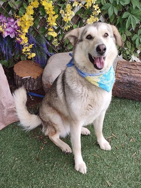 PRINCESS, an adoptable Siberian Husky in Oklahoma City, OK