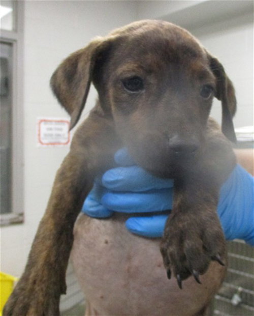 A472728, an adoptable American Pit Bull Terrier in Oklahoma City, OK