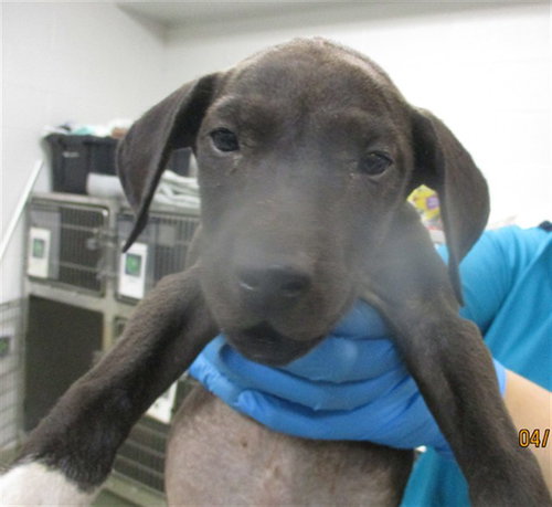 A472731, an adoptable American Pit Bull Terrier in Oklahoma City, OK