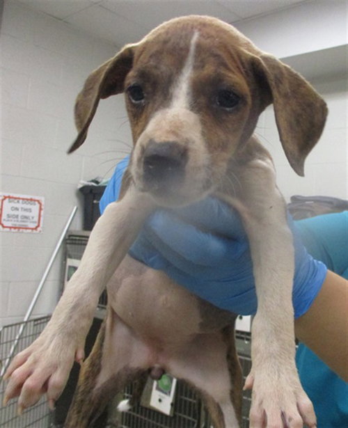 A472732, an adoptable American Pit Bull Terrier in Oklahoma City, OK