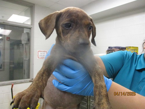 A472733, an adoptable American Pit Bull Terrier in Oklahoma City, OK