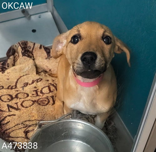 A473838, an adoptable Hound in Oklahoma City, OK