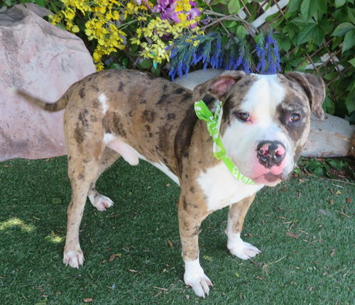 LENNY, an adoptable Pit Bull Terrier in Oklahoma City, OK