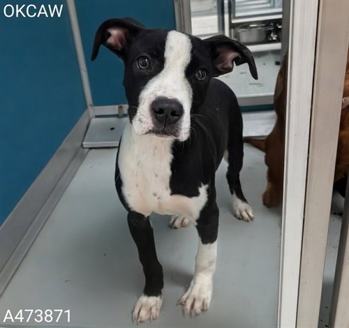 A473871, an adoptable American Pit Bull Terrier in Oklahoma City, OK