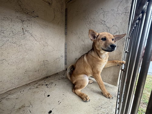 PEACHES - Shiba Inu / Chow Chow available for adoption
