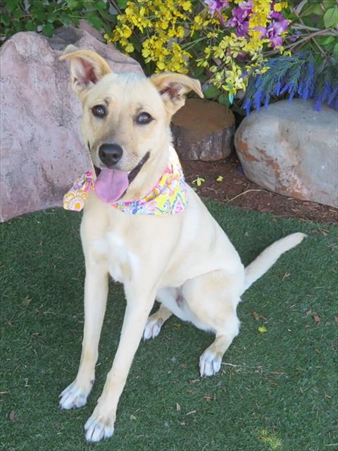 CLEO, an adoptable German Shepherd Dog in Oklahoma City, OK