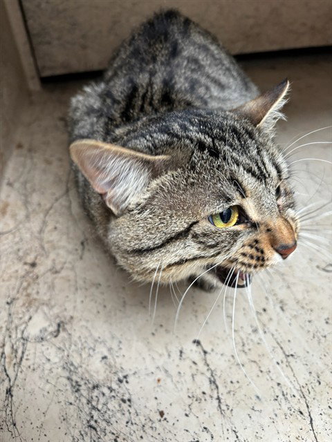 A474003, an adoptable Domestic Short Hair in Oklahoma City, OK
