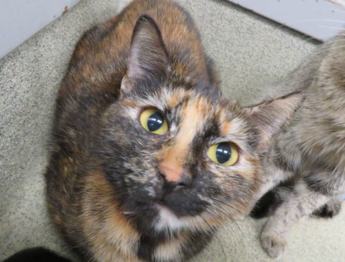BISCOTTI, an adoptable Domestic Short Hair in Oklahoma City, OK