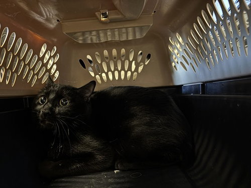 A474135, an adoptable Domestic Short Hair in Oklahoma City, OK