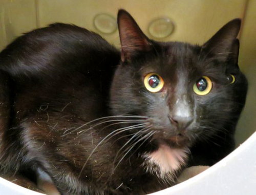 WALLACE, an adoptable Domestic Short Hair in Oklahoma City, OK