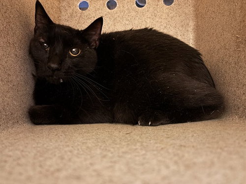 A474137, Adult Domestic Short Hair (medium coat), cat for adoption in Moore, Oklahoma