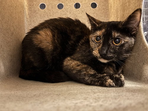 A474139, an adoptable Domestic Short Hair in Oklahoma City, OK