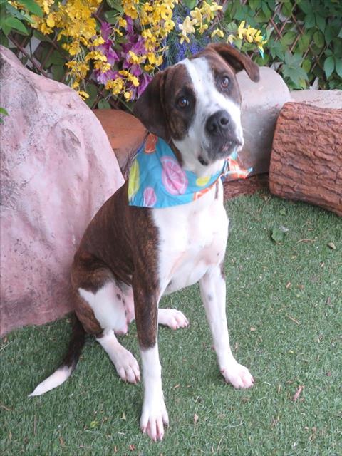 MARISSA, an adoptable Boxer in Oklahoma City, OK