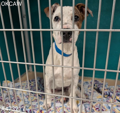 RADAR, an adoptable Terrier in Oklahoma City, OK