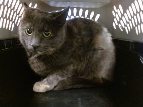 CRYSTAL LIGHT, an adoptable Domestic Short Hair in Oklahoma City, OK