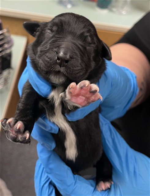 DAISY, an adoptable Rottweiler in Oklahoma City, OK