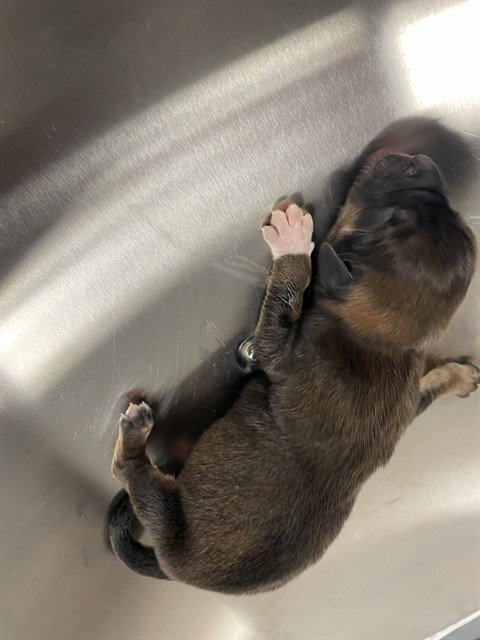 TANK, an adoptable Rottweiler in Oklahoma City, OK