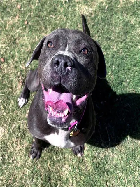 Rory - Staffordshire Bull Terrier