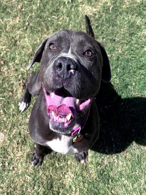 RORY, an adoptable Staffordshire Bull Terrier in Oklahoma City, OK