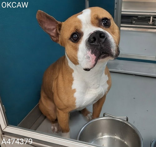 WILFORD, an adoptable Staffordshire Bull Terrier in Oklahoma City, OK