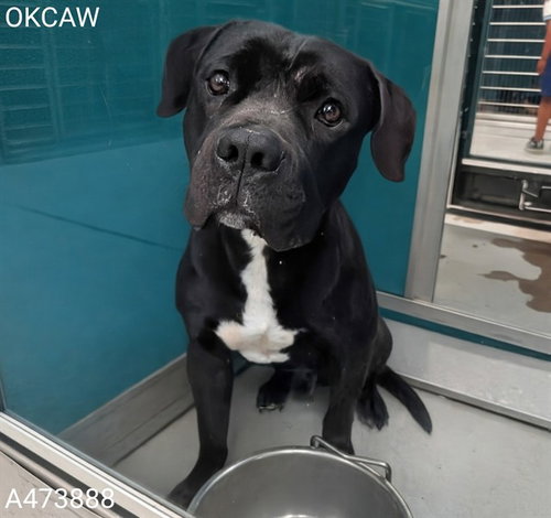 BUSTER, an adoptable Pit Bull Terrier in Oklahoma City, OK