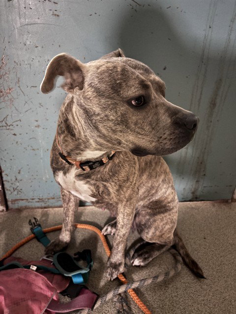 SHAY, an adoptable Staffordshire Bull Terrier in Oklahoma City, OK