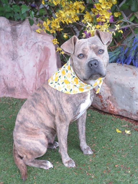 SHAY, an adoptable Staffordshire Bull Terrier in Oklahoma City, OK
