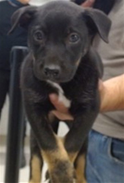 A474448, an adoptable Australian Shepherd in Oklahoma City, OK