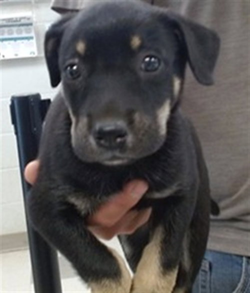 A474451, an adoptable Australian Shepherd in Oklahoma City, OK