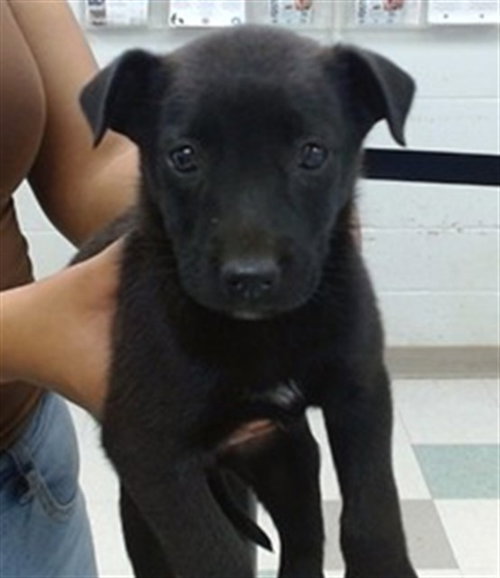 A474452, an adoptable Australian Shepherd in Oklahoma City, OK
