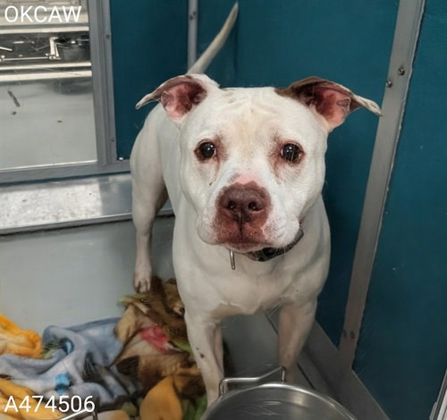 VALLEY GIRL, an adoptable Staffordshire Bull Terrier in Oklahoma City, OK