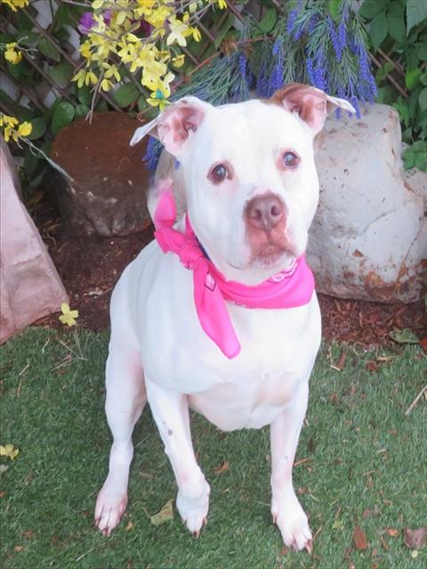 VALLEY GIRL, an adoptable Staffordshire Bull Terrier in Oklahoma City, OK
