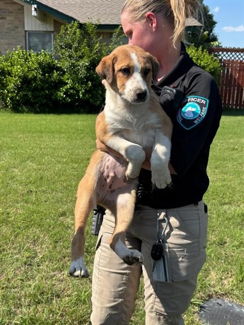 A474496, an adoptable Australian Shepherd in Oklahoma City, OK