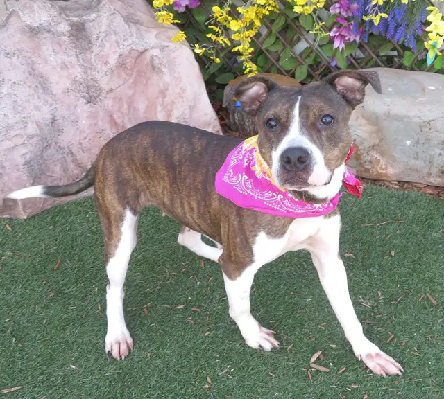 Sasha - Pit Bull Terrier