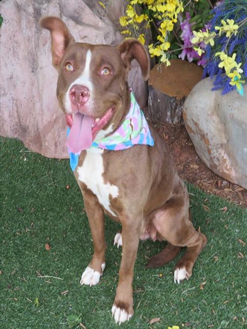 CARMEL, an adoptable Pit Bull Terrier in Oklahoma City, OK