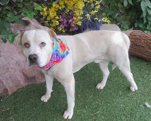 TYSON, an adoptable American Bulldog in Oklahoma City, OK