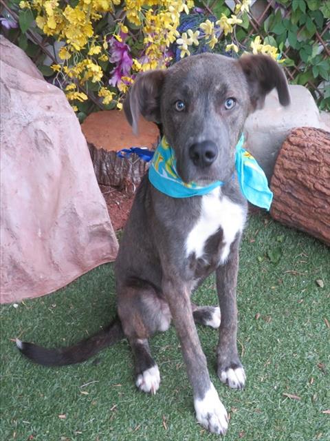 REGGIE, an adoptable Staffordshire Bull Terrier in Oklahoma City, OK
