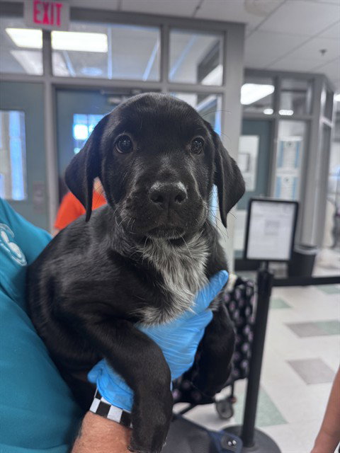 OSCAR, an adoptable Rottweiler in Oklahoma City, OK