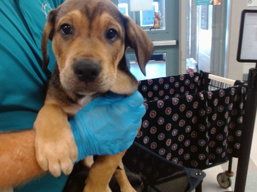 BUDDY, an adoptable Rottweiler in Oklahoma City, OK