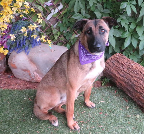 GINA, an adoptable Belgian Shepherd Malinois in Oklahoma City, OK