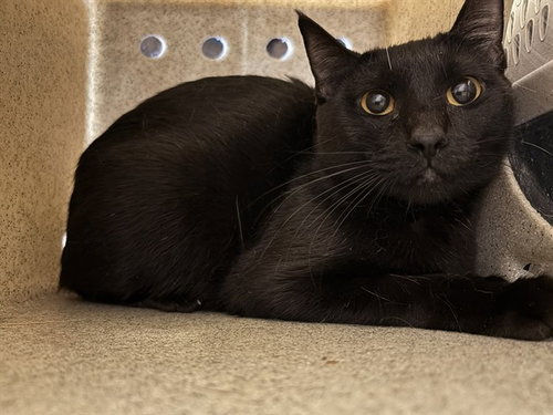 A474133, an adoptable Domestic Short Hair in Oklahoma City, OK