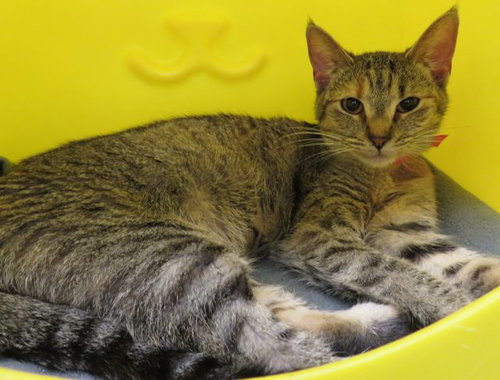 A474134, an adoptable Domestic Short Hair in Oklahoma City, OK