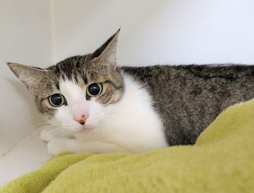 A474575, an adoptable Domestic Short Hair in Oklahoma City, OK