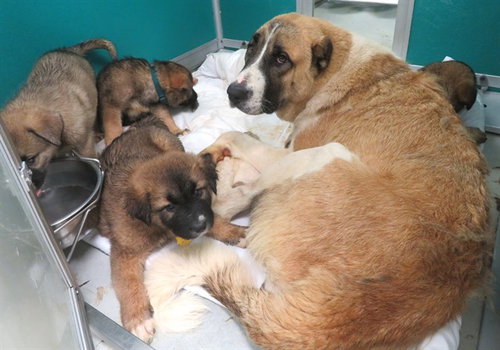 CASTLE, an adoptable Anatolian Shepherd in Oklahoma City, OK