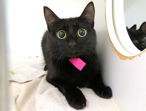 MAMA, Adult Domestic Short Hair (medium coat), cat for adoption in Moore, Oklahoma